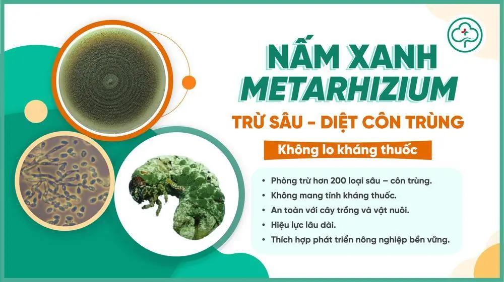 Nấm xanh Metarhizium – Giải pháp diệt sâu và côn trùng gây hại tốt nhất hiện nay 