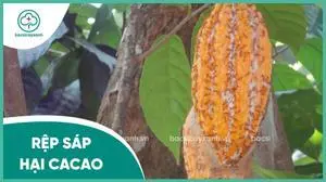 Rệp sáp hại cacao
