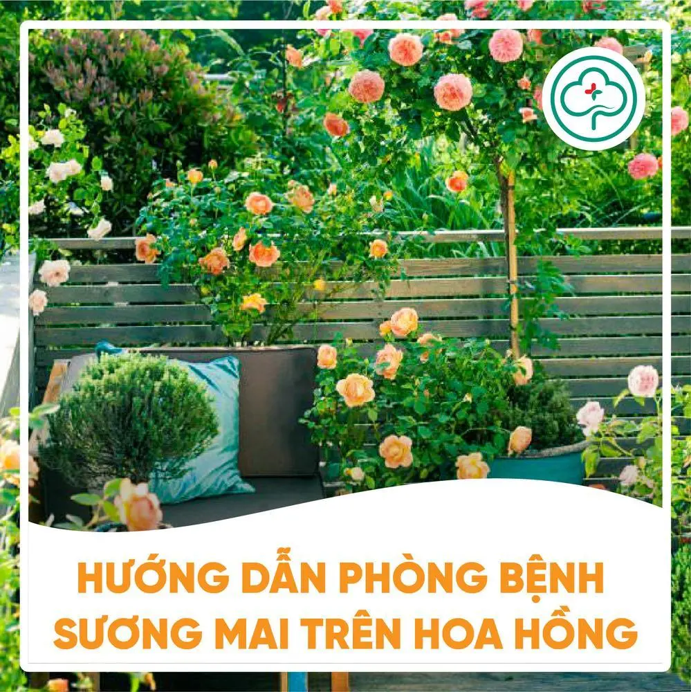 phòng bệnh sương mai cho hoa hồng