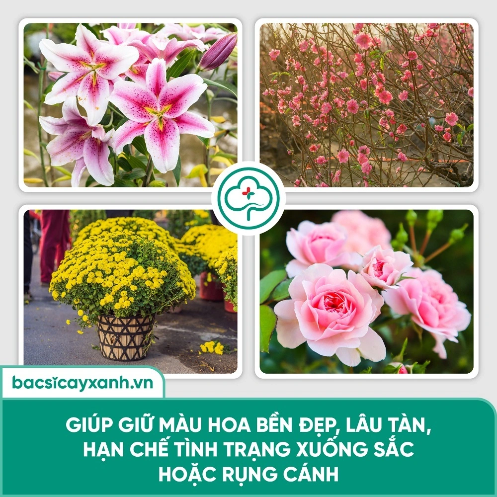 Hãm hoa nở sớm