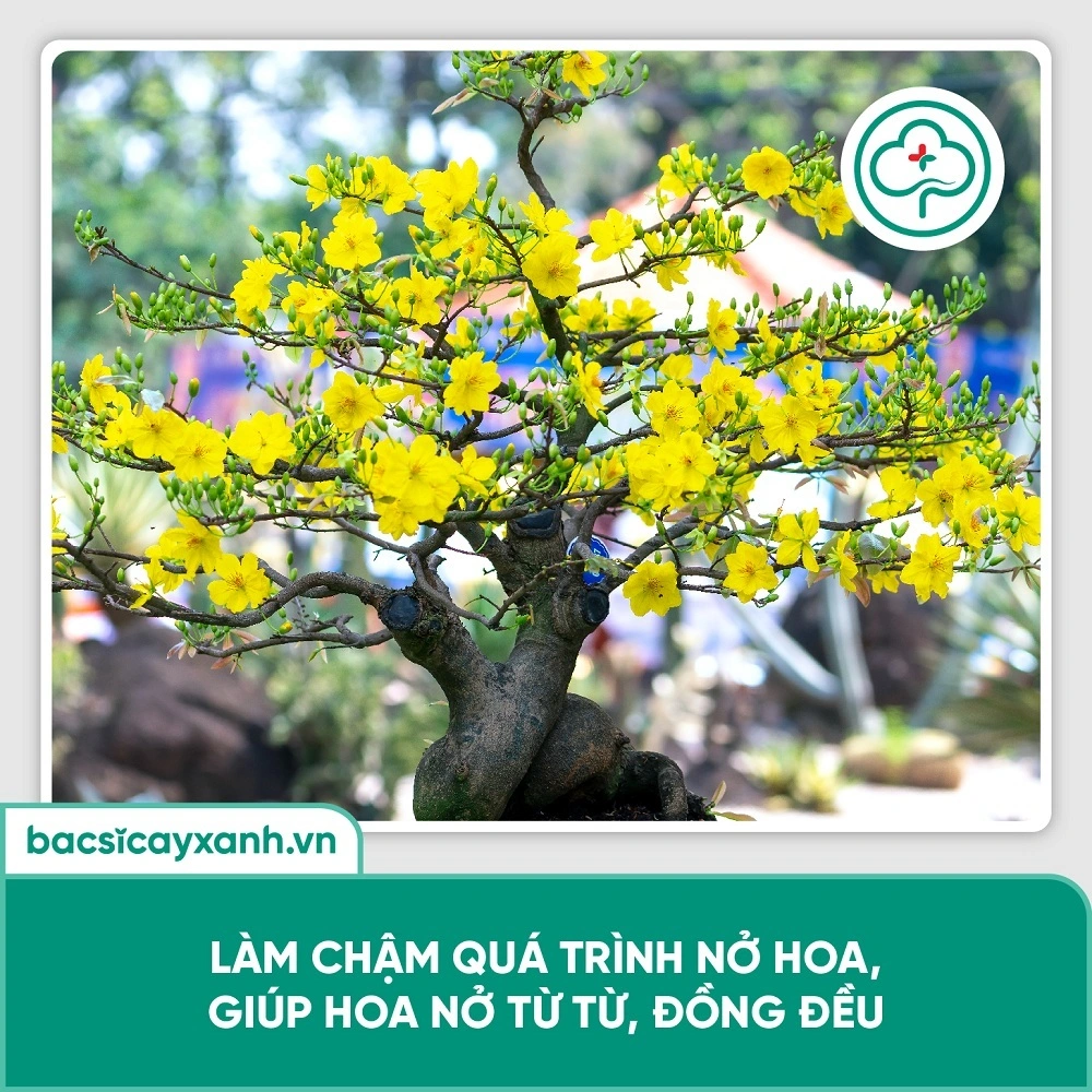Hãm hoa mai nở sớm
