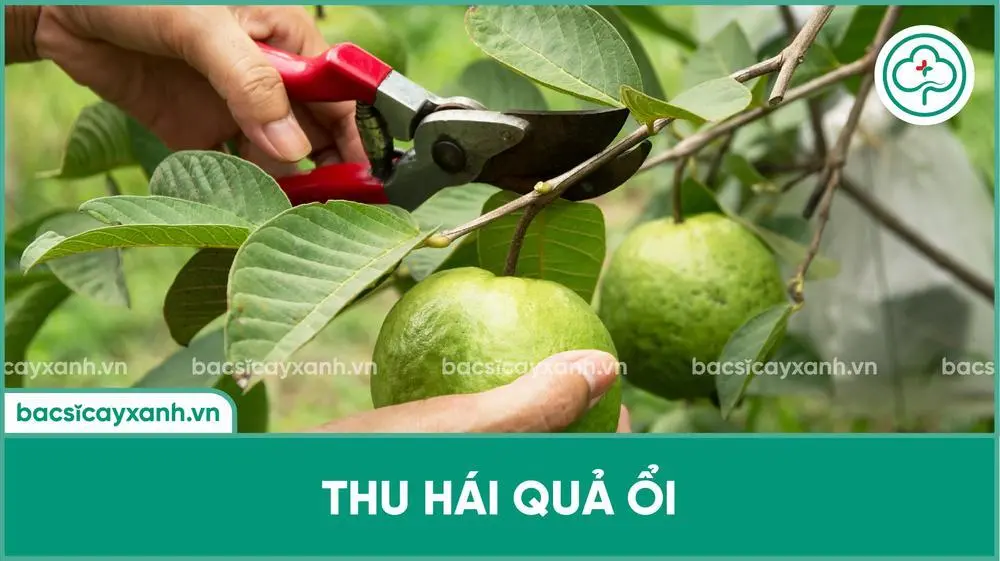 Cách thu hái ổi