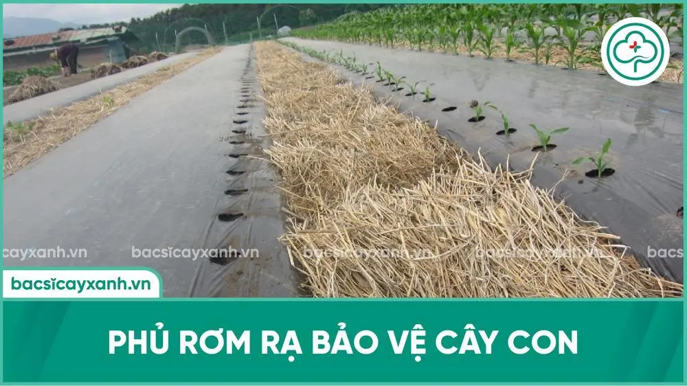 Hướng dẫn kỹ thuật chăm sóc cây bắp ngô con