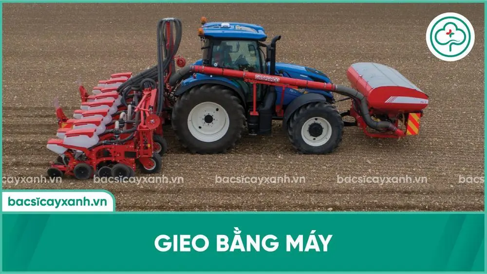 Gieo hạt cà rốt bằng máy