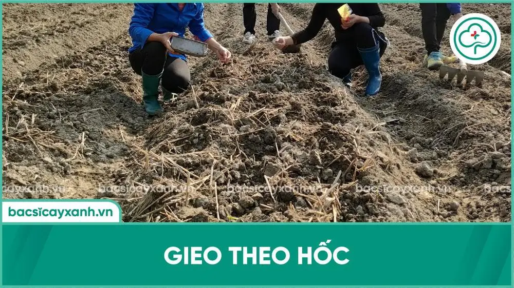 Gieo hạt cà rốt theo hốc