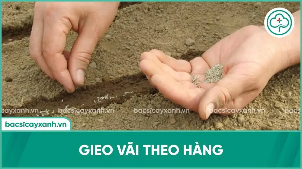 Gieo vãi hạt cà rốt theo hàng