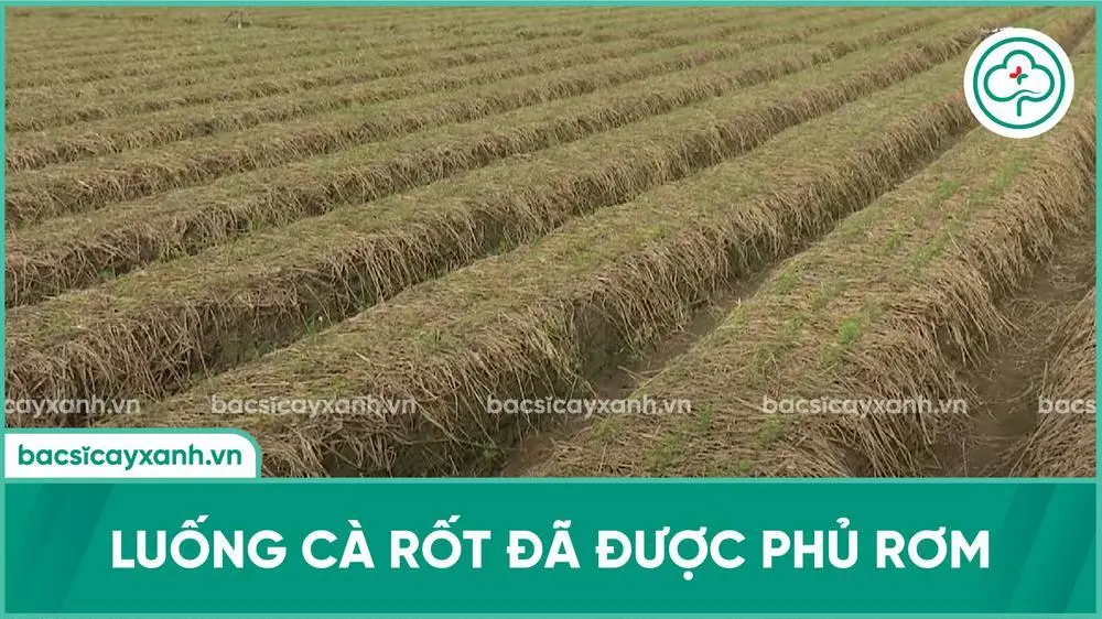 Luống trồng cà rốt