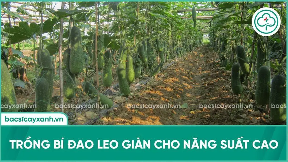 Trồng Bí đao xanh Nôva 209 nông dân Pắc Ta thu trên 200 triệu đồngha