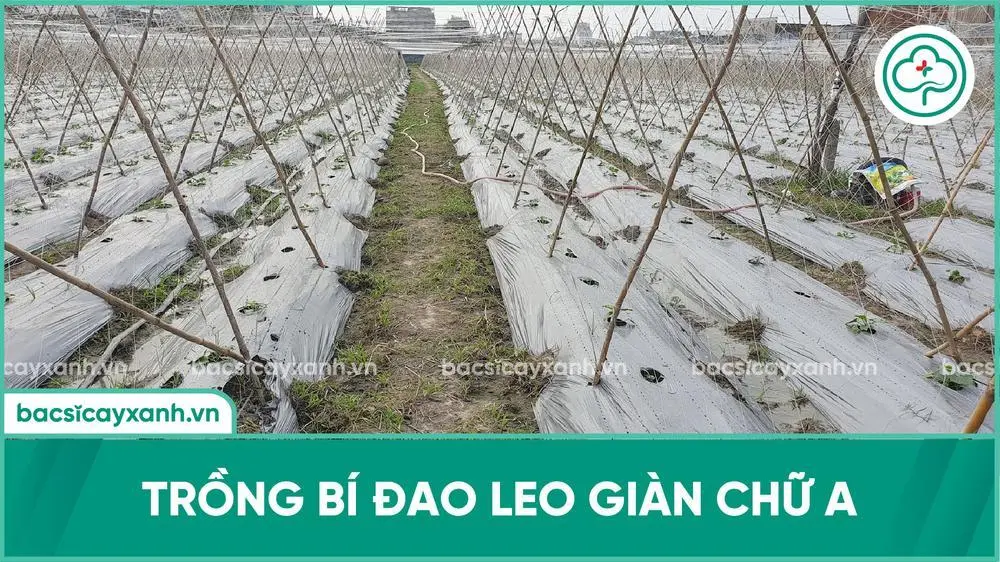 Than Uyên Hội thảo đầu bờ mô hình liên kết trồng bí đao xanh Nova 209