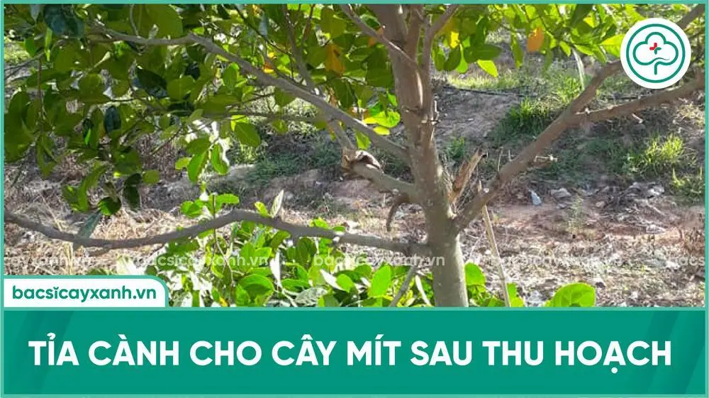 Tỉa cành mít sau thu hoạch