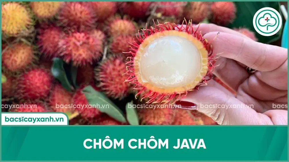 Giống chôm chôm Java