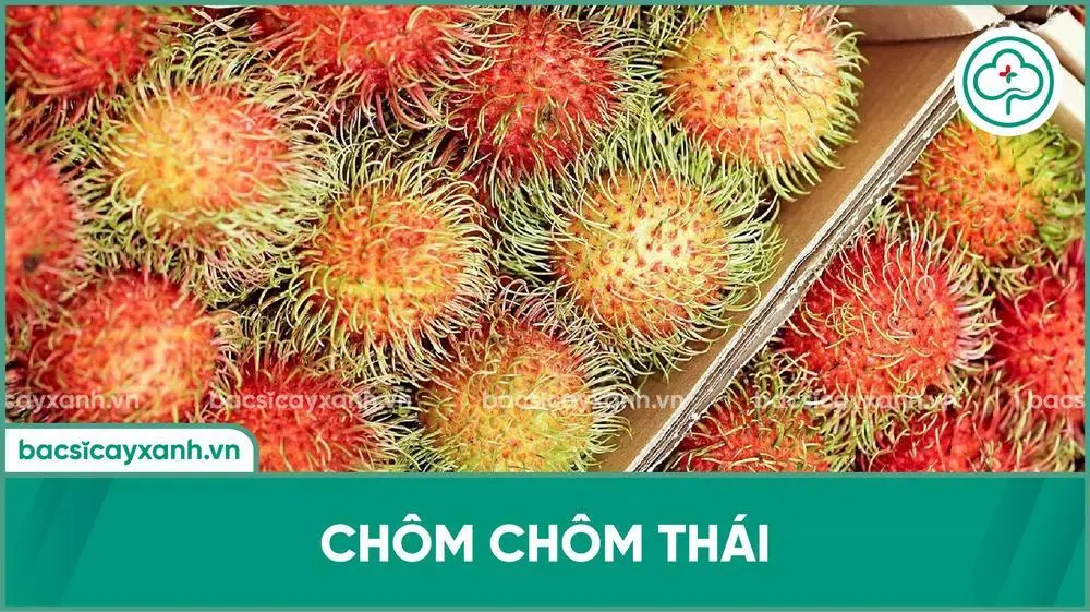 Giống chôm chôm Thái