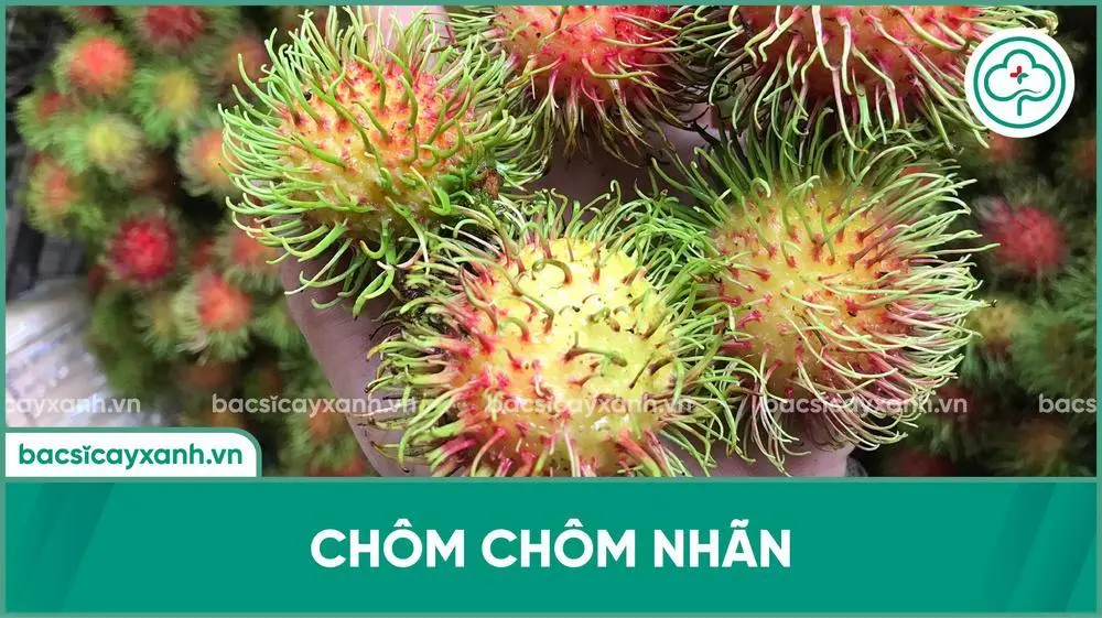 Giống chôm chôm nhãn