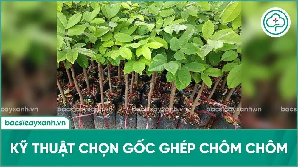 Gốc ghéo cây chôm chôm