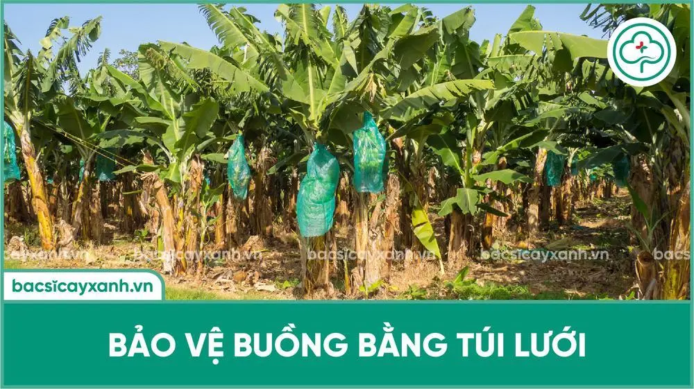 Bọc buồng chuối