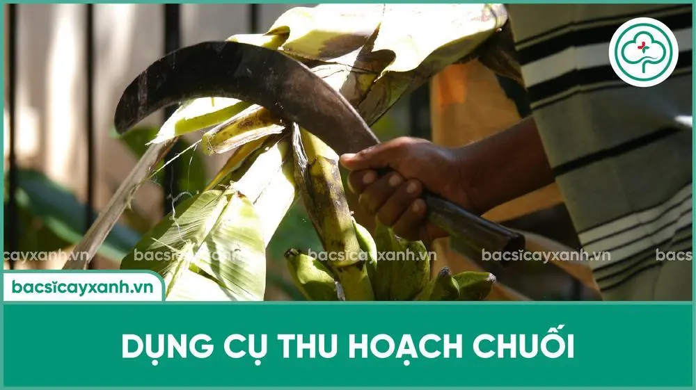 Dụng cụ thu hoạch buồng chuối