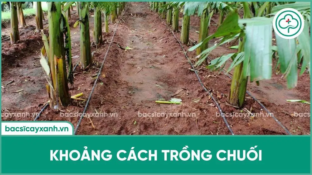 Khoảng Cách Trồng Cây Chuối - Bí Quyết Để Đạt Hiệu Quả Cao