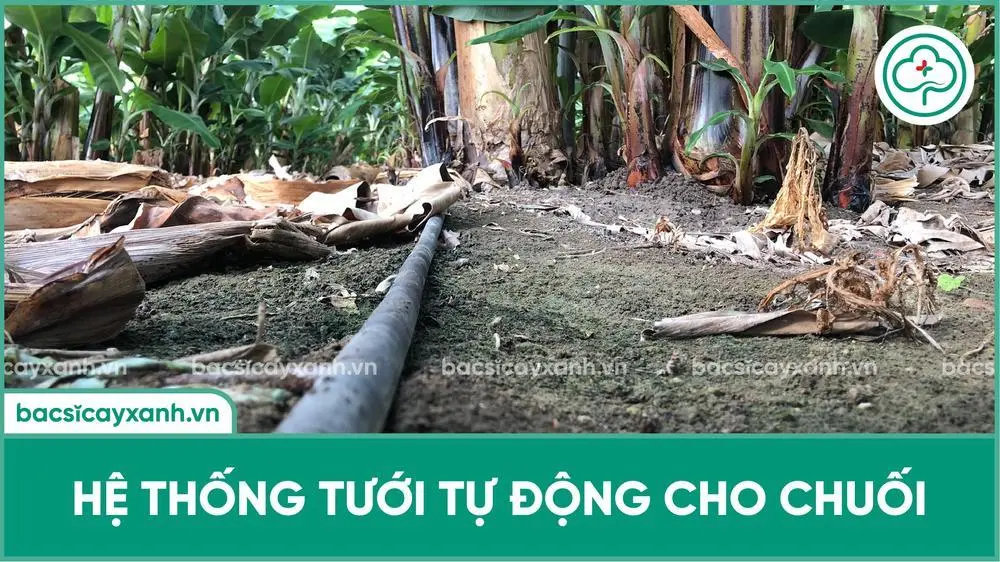 Tưới nước cho cây chuối