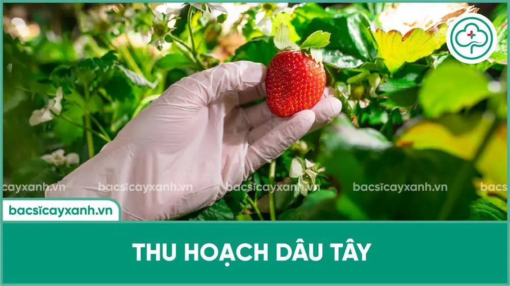 Cách thu hoạch dâu tây