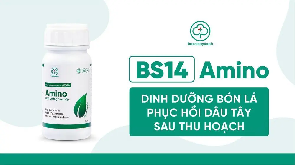 Dinh dưỡng bón lá phục hồi dâu tây sau thu hoạch