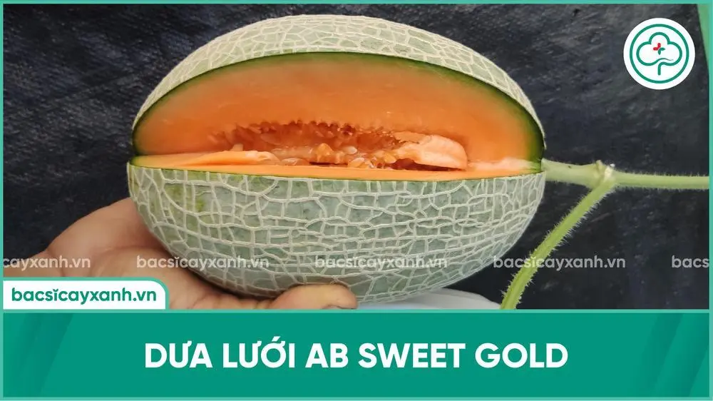 Dưa lưới AB sweet gold