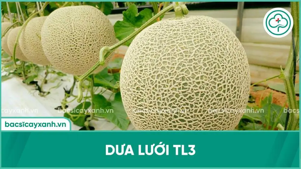 Dưa lưới TL3