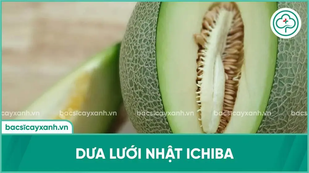 Dưa lưới Nhật Ichiba