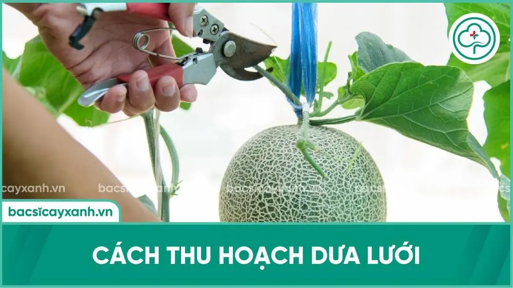 Cách thu hoạch dưa lưới