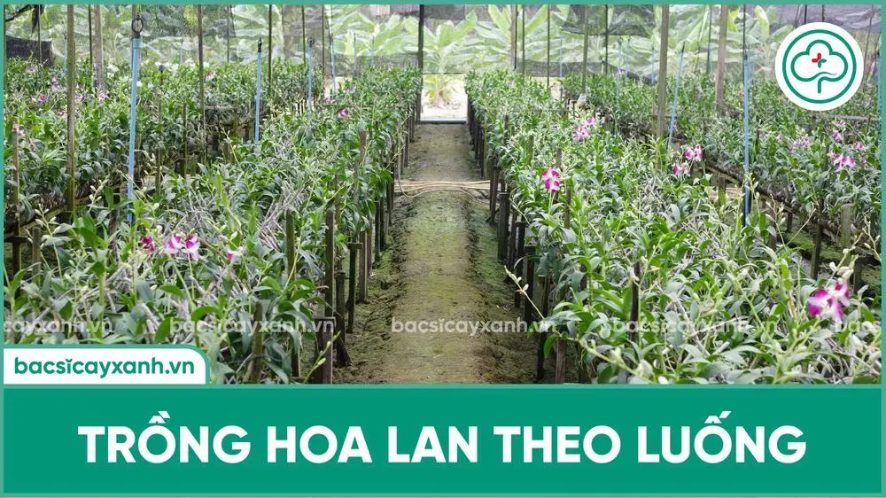 Trồng hoa lan theo luống