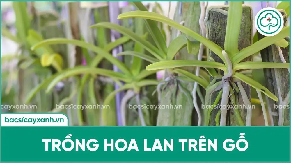 Trồng hoa lan trên gỗ