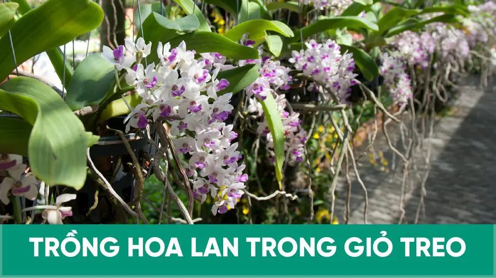 Trồng hoa lan trong giỏ treo