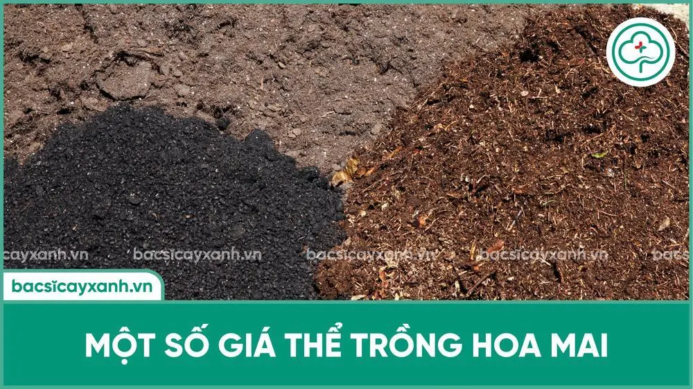 Giá thể trồng hoa mai