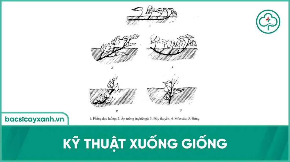 Kỹ thuật xuống giống khoai lang