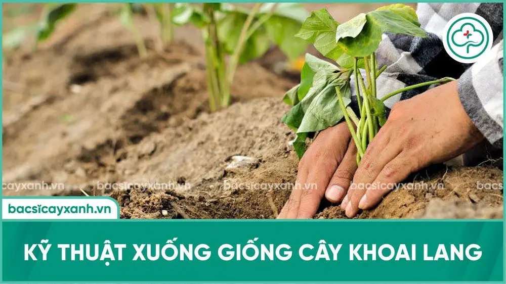 Xuống giống cây khoai lang