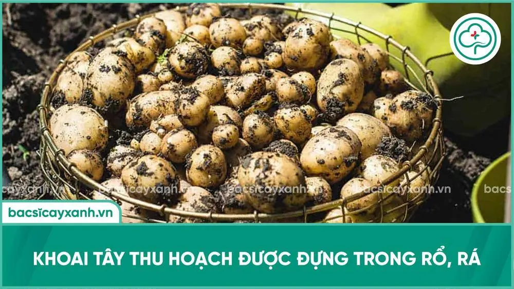 Khoai tây được đựng trong rổ, rá