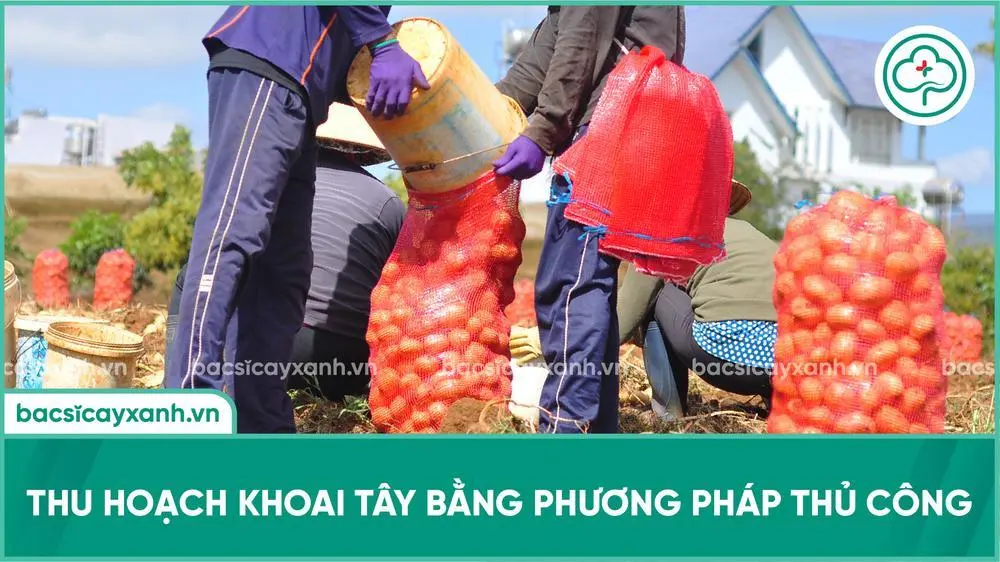 thu hoạch khoai tây bằng phương pháp thủ công