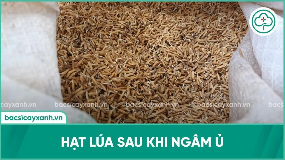 Hạt lúa sau khi ngâm ủ