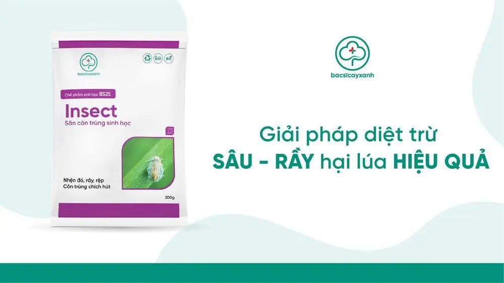 Chế phẩm trừ sâu rầy trên lúa giai đoạn làm đòng