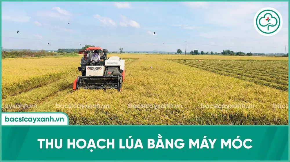 Thu hoạch lúa bằng máy gặt đập