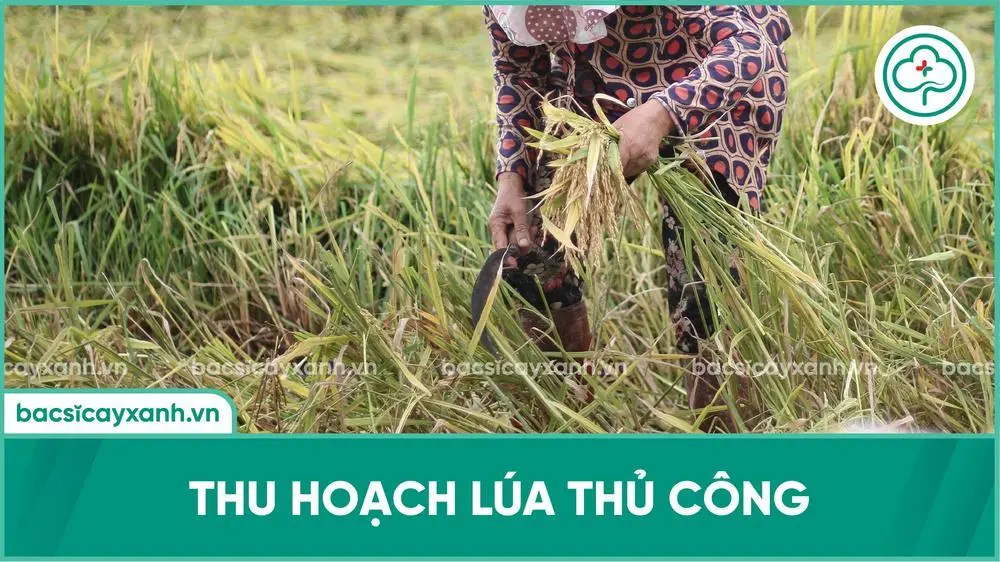 Thu hoạch lúa thủ công