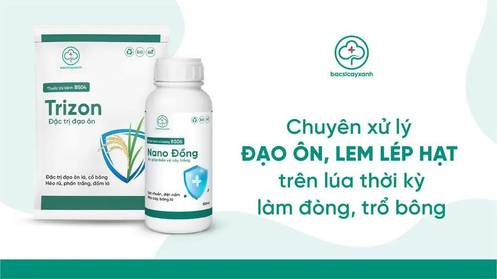 Chế phẩm phòng trừ nấm khuẩn hại lúa giai đoạn làm đòng