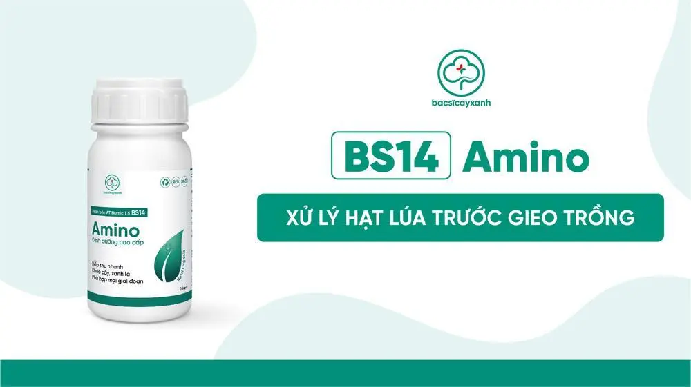 Chế phẩm xử lý hạt lúa trước gieo trồng