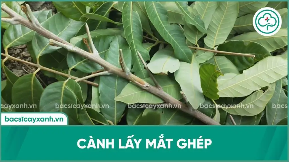 Kỹ thuật chọn mắt ghép