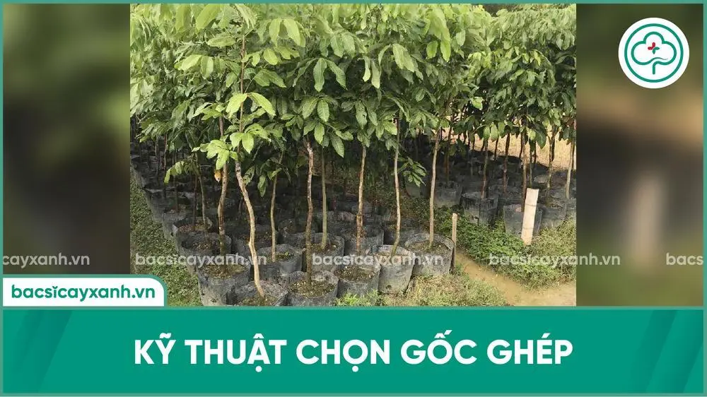 Kỹ thuật chọn gốc ghép