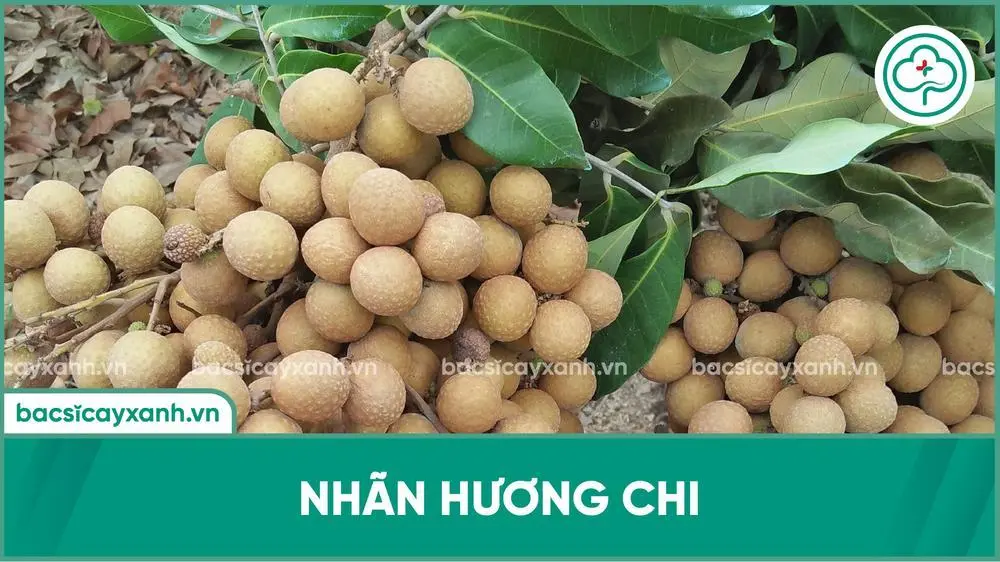 Nhãn hương chi