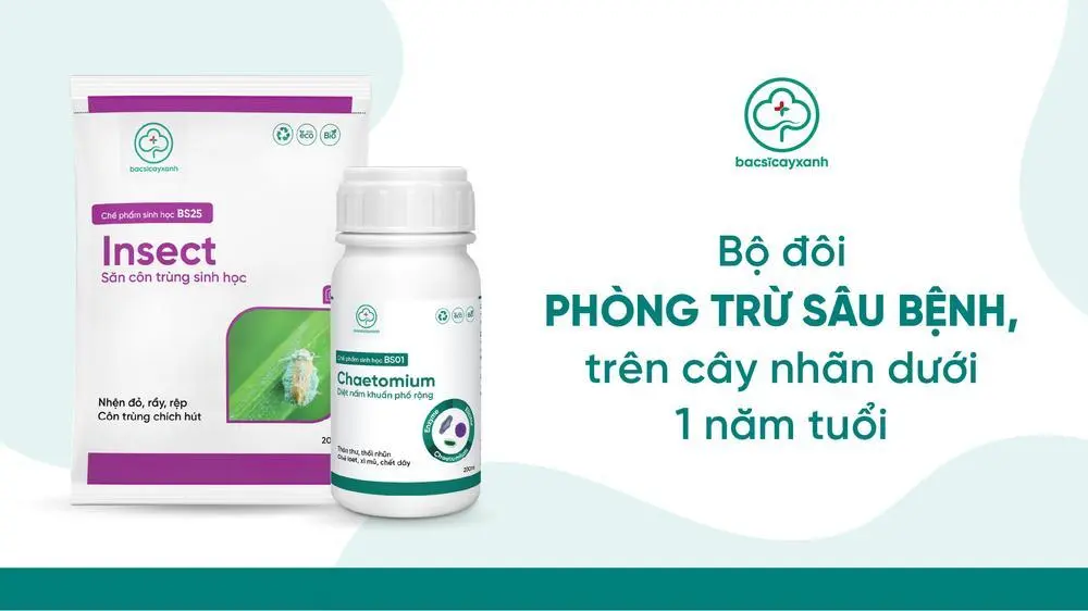 Phòng trừ sâu bệnh cây nhãn