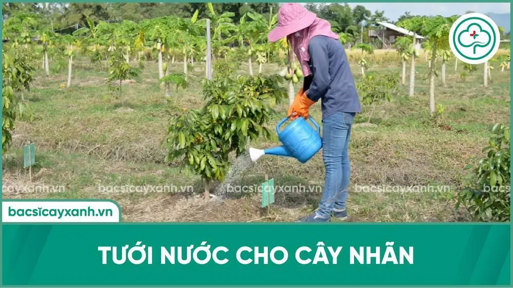 Tưới nước cây nhãn