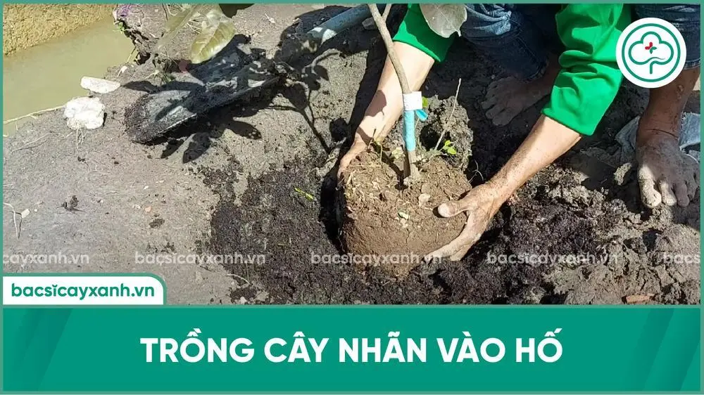 Trồng cây nhãn vào hố