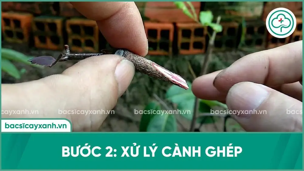 Xử lý cành ghép