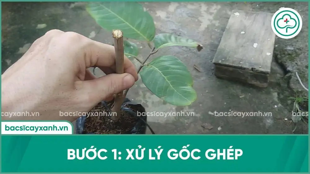 Xử lý gốc ghép